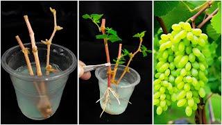 Easiest Way to Grow Grape Vines from Cuttings