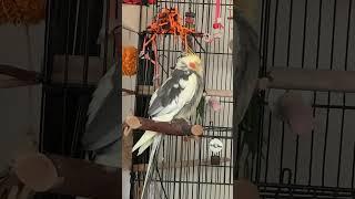 Cockatiel relaxing beak grinding