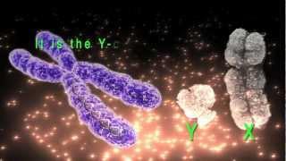 Homo Sapiens - Who Are We? - Chapter Nine - Part I