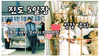 진돗개 새끼 강아지를 아직도 진도시장에서 판매한다고? 진돗개 분양 판매현장을 가다 Jindo dog puppies