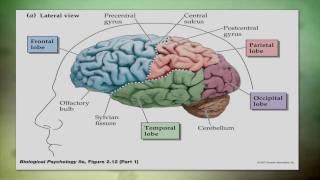 Overview of Traumatic Brain Injury (TBI)