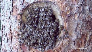 BEES IN THE HEART OF TREES - Natural Beekeeping in the forest - ZEIDLEREI