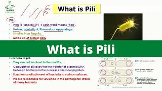 what is pili | Bacterial Pili | Monera Kingdom