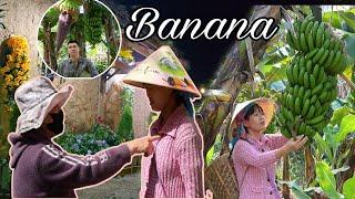 The Girl Accused of Stealing Money: Banana Harvesting in My Hometown! SUNG A PAO