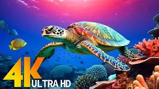 4K UNDERWATER WONDERS [60FPS] - Relaxing Music - Coral Reefs & Colorful Sea Life in UHD