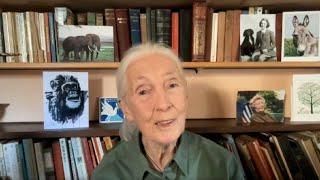 Jane Goodall, en el Festival de elDiario.es: "Debemos canalizar la rabia para cambiar el mundo"