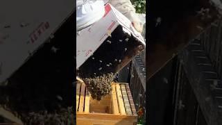 Pouring 25,000 BEES into a hive  #beekeeping