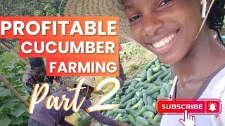 CUCUMBER FARMING IN NIGERIA(Part 2)