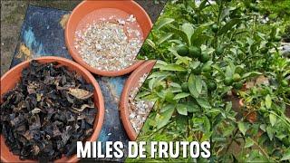 Como hacer el mejor abono radicular para que tus LIMONEROS den MILES DE FRUTOS