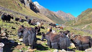 Himalayan Village Life | The Yak Farm | Dolpa | Nepal | Himalayan shepherd Life | Real Nepali Life |