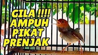 MASTERAN PRENJAK KEPALA MERAH GACOR SUARA NGALUN ENAK COCOK UNTUK PIKAT/PANCINGAN