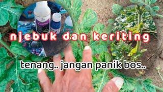 kegiatan tanam semangka part 9 mengatasi njebuk dan keriting pokok