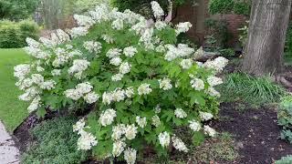 Best Plants Series - Oakleaf Hydrangea