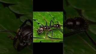 Bullet Ants - Deadly Venom or Myth?