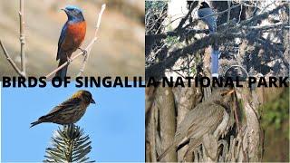 Birds of Singalila National Park