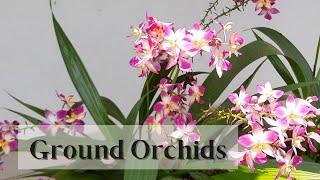 Purple Orchids| Spathoglottis plicata | Ground Orchids