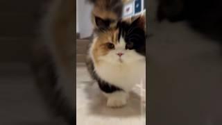 Calico longhaired cat shedding time #aumuca #cat #happyanimals #calicocat