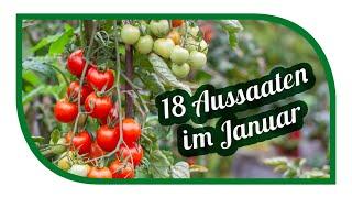 Aussaat im Januar / Februar | 18 Gemüse die du im Januar / Februar säen & vorziehen kannst!