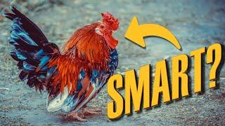 The Intelligence Of Chickens | Animals Brains #1