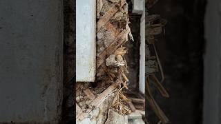 Приступаем к работе в Ажурном доме #сталинка #старыйфонд #капитальныйремонт #полы #ремонт #укладка