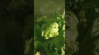 Кочанный салат давно готов к употреблению. Такой в магазине не купишь!