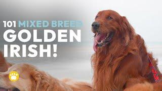 Irish Setter Golden Retriever Mix (Golden Irish) Facts