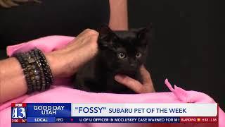 FOSSY - Fox 13 Best Friend from Utah Humane