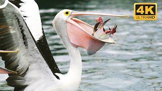 Australian Pelican: One Of The Largest Flying Birds In The World | 4K Animal Documentary