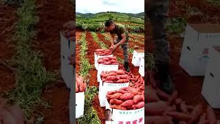 Cách Trung Quốc thu hoạch khoai Lan dua chuột bắp khá nhiều