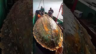 Giant Sea Monsters Caught by Fishermen! #GiantSeaCreatures #FishingDiscoveries #OceanMysteries