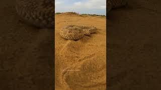 Horned desert viper attack | Snake attack Video