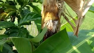 Pisang Pipit Banjar, semua Jantungnya, mekar jadi buah semua, tak tersisa