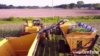 BIG Sweet Corn Harvest!