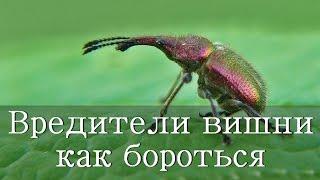 ВРЕДИТЕЛИ ВИШНИ