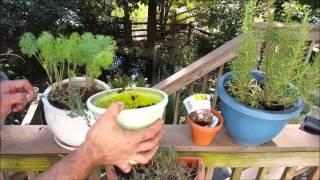 Fresh tip: Growing your own spices and herbs