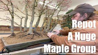 Repotting A Katsura Maple Forest!! - Greenwood Bonsai