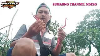 pemanenan part2,saingan sama burung ketilang,@Sum@rno,channel ndeso