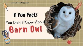 11 (New) Barn Owl Facts You Didn't Know [Must Check #3]