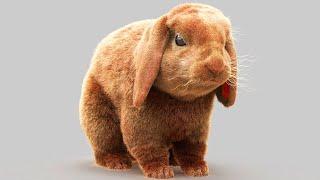 Adding Hair on Rabbit using Ornatrix / 3ds max / V-Ray  - Real Time