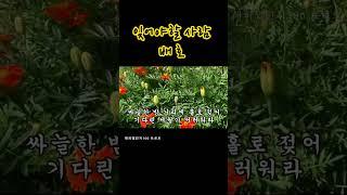 잊어야할사람 배호  #인기가요 #인기트로트 #들꽃 #노래모음