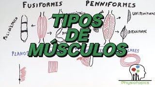 Tipos de Músculos Esqueléticos