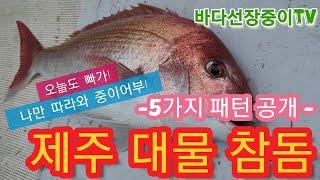 제주도 타이라바 참돔 잡는 5가지 입질패턴, 빠가잡는 도시어부 no! 제주어부 바다선장중이, red sea-bream tairubber fishing, jeju skipper.