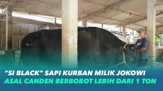 Berbobot 1 Ton Lebih Sapi Presiden Jokowi dari Canden Bantul | Kabar Bantul