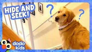 Play Hide-And-Seek With This Sneaky Pup! | Dodo Kids | Animal Videos
