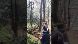 Wild man destroying trees  #shorts