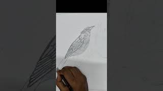 Easy art Nightingale bird #drawing #art #shortvideo #viral
