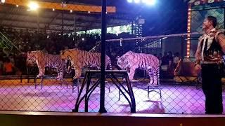 Amazing Tiger show at sriracha tiger zoo, pattaya, thailand