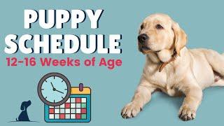 Puppy Schedule - 12 Weeks and Beyond