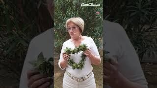 ► ПОЛЬЗА ЛАВРОВОГО ЛИСТА