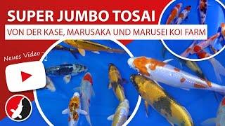 Super Jumbo Tosai von der Kase, Marusaka und Marusei Koi Farm!